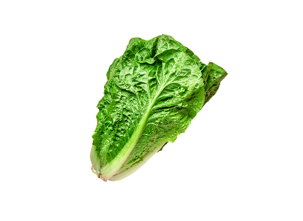 상추(청상추) 100g