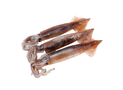 오징어(국산, 냉동) 1마리