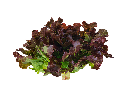 상추(적상추) 100g