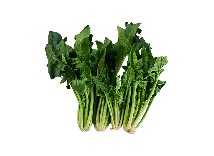 시금치 1단